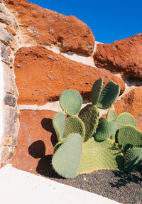 Cactus and stone background. minimal floral botanical aesthetic. travel in details. canary island,