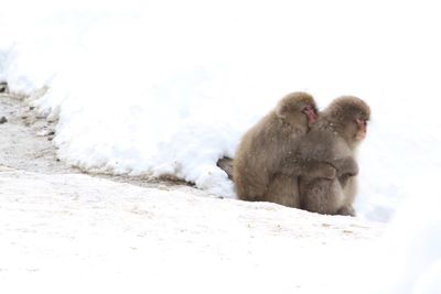 Monkey in a snow