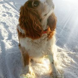 Dog on snow covered landscape