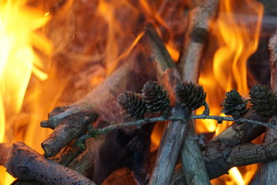 Close-up of pine cones on stick burning in campfire