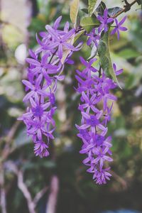 Close-up of purple flowering plant