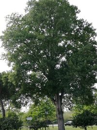 Low angle view of trees against sky