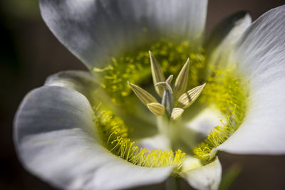 Close-up of white flower blooming outdoors