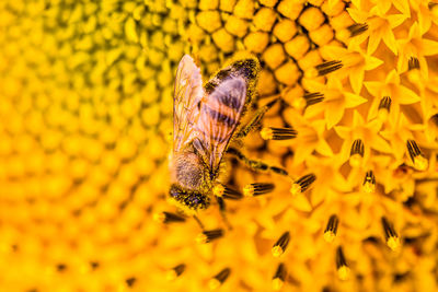 Close-up of butterfly pollinating on yellow flower