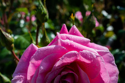 Close-up of wet pink rose