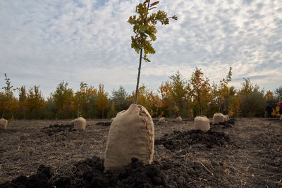 Hay bales on field against sky