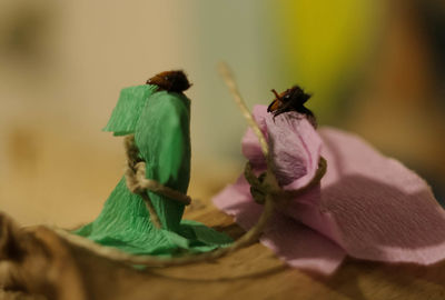 Close-up of insect on flower