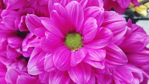 Close-up of pink flowers blooming outdoors