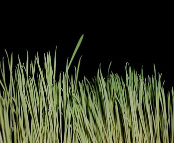 Grass against black background