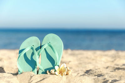 Close-up of leaf on beach against sea