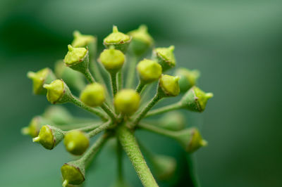 Close-up of flowering plant