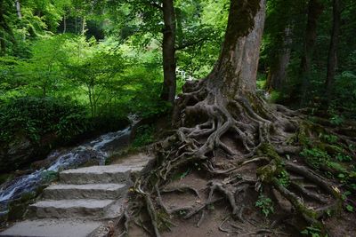 Trees in forest