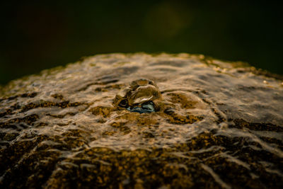 Close-up of lizard on rock at night