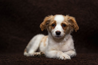 Close-up portrait of puppy