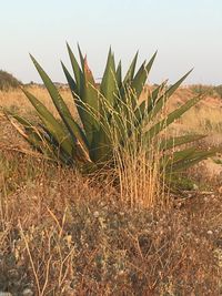 Close-up of succulent plant on field against sky