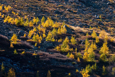 High angle view of autumn trees in forest