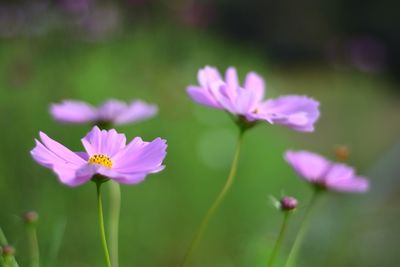 Close-up of pink cosmos flowers