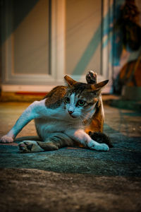 Cat lying on floor at home