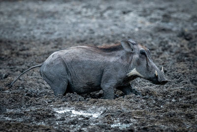 Common warthog wades through mud watching camera