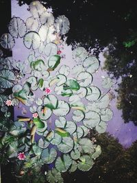 Close-up of water lily in lake