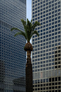 Low angle view of palm tree against modern buildings