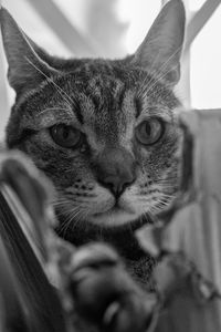 Close-up portrait of tabby cat