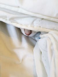 Cat hiding under bed sheet