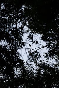 Low angle view of silhouette tree against sky