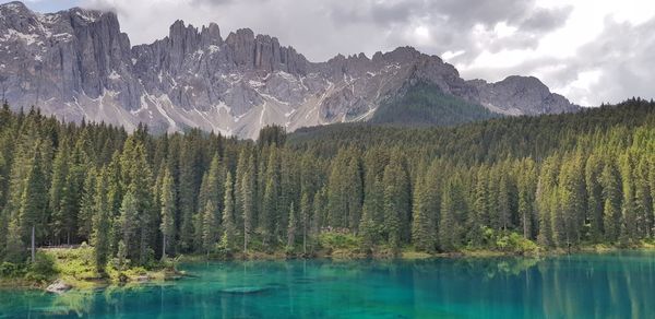 Scenic view of lake in forest