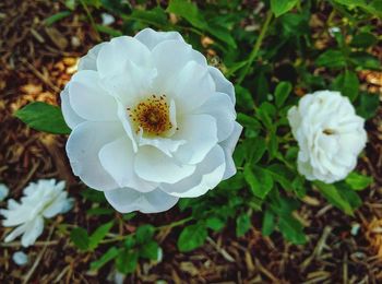 Close-up of white flower