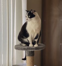 Close-up of a cat looking away
