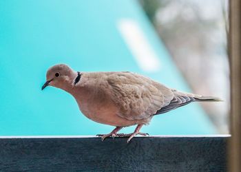 Close-up of bird perching on railing against wall