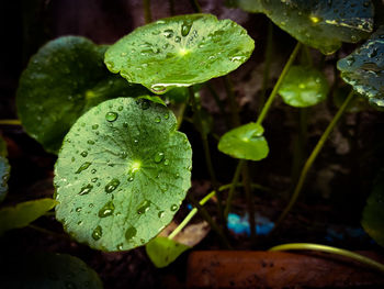 Close-up of raindrops on leaves