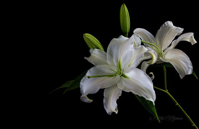 Close-up of white flowers blooming against black background