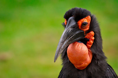 Close-up of bird on field