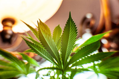 Close-up of potted plant leaves