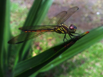 Close-up of insect on leaf