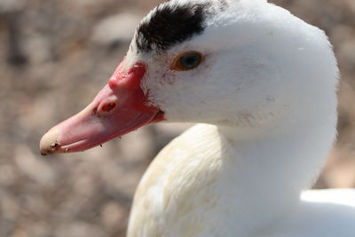 Close-up of a bird