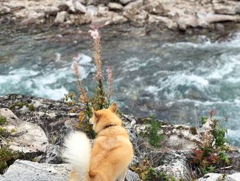 View of a cat on rock