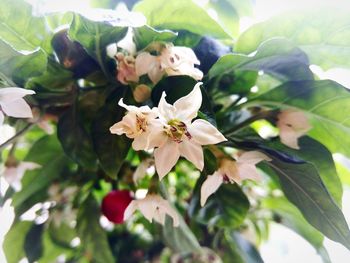 Close-up of white cherry blossom tree