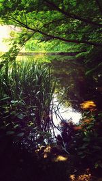 Reflection of trees in water