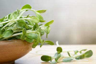 Close-up of green leaves on table