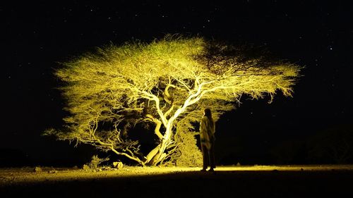 Trees at night