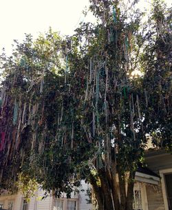 Low angle view of trees