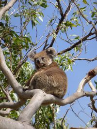 Low angle view of koala sitting on tree against sky