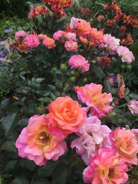 Close-up of pink flowers blooming outdoors