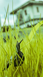 Close-up of insect on grass