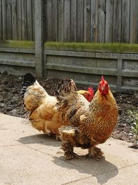 Rooster on farm