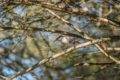 Low angle view of bird perching on branch