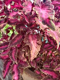 Close-up of pink flowering plant